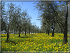 foto Paesaggi Collinari in Primavera